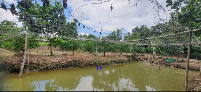 🔰Bán vườn mít: 11.600m² (Mặt tiền 49m, hậu 24m) 🔰Đường nhựa 3.5m, xã Bình Hàng Tây - 6