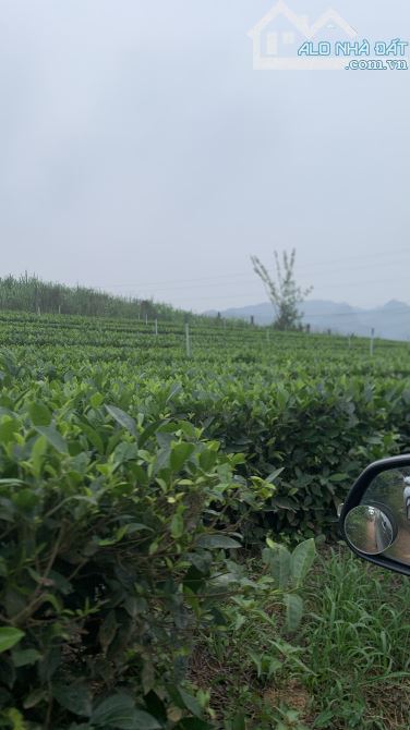 siêu hiếm! 8000m2, 400tc, yên thế Bắc Giang, 2,2 tỷ