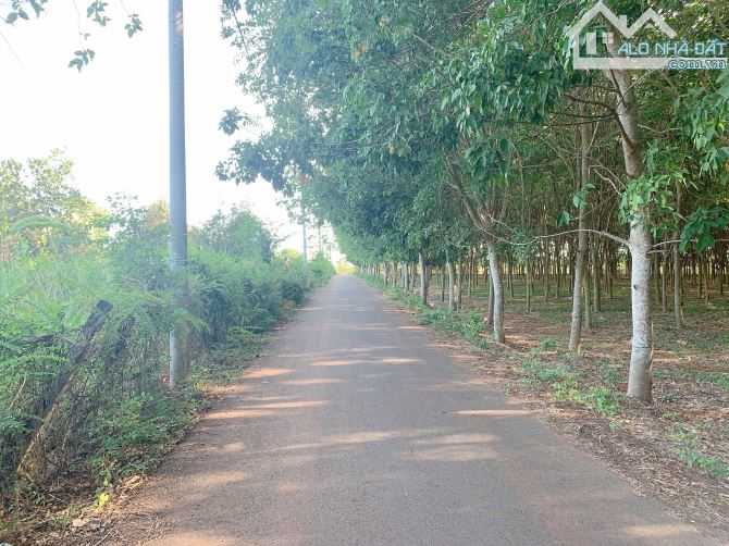 Bán khoảng 3 sào 4 (3482m2) đất Bình Ba, huyện Châu Đức, BRVT. - 2
