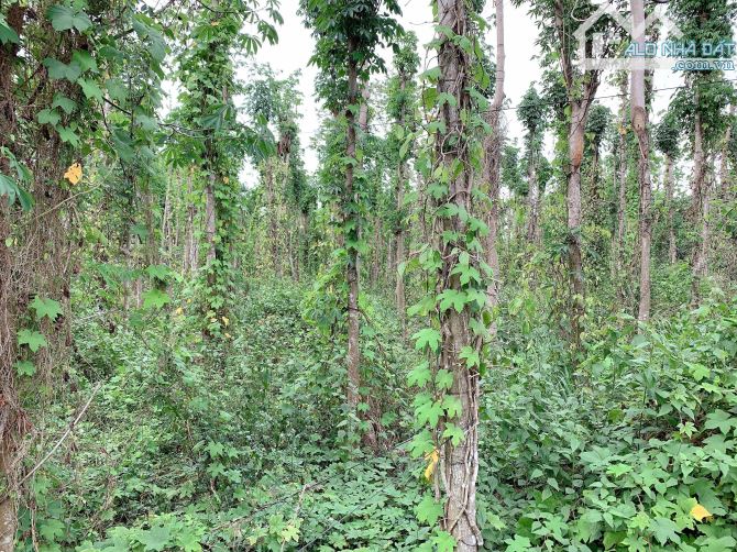 Bán khoảng 4 sào 7 (4700m2) đất thị trấn Kim Long, huyện Châu Đức, BRVT. - 2