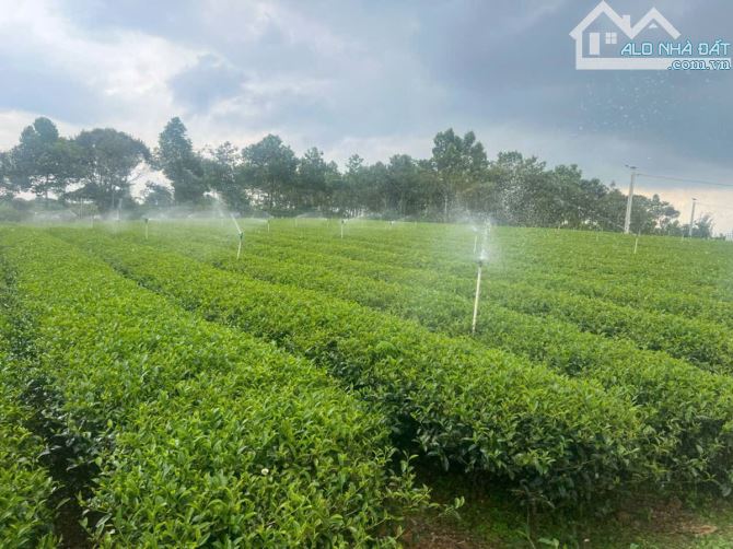 ✨ HÀNG NGỘP - BÁN GẤP TRONG TUẦN. 60 * 136m, NỞ HẬU 80m = 7.403 m² - 2
