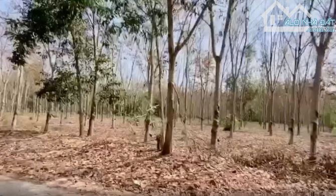 CẦN BÁN GẤP ĐẤT 2 MẶT TIỀN TẠI TÂN THÀNH 43, TÂN UYÊN, BÌNH DƯƠNG - 2
