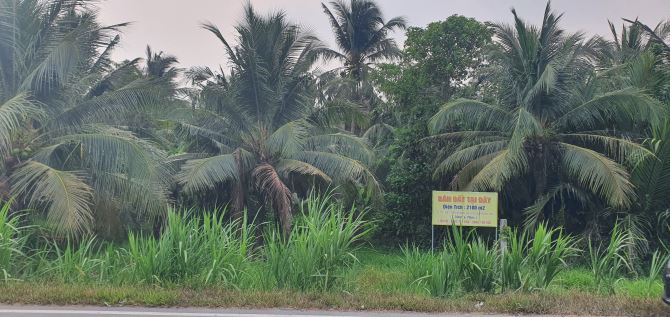 Bán 835m2, mặt tiền 10m. 2,9 tỷ. Nguyễn Đáng nối dài, xã Đại Phúc Phúc, Càng Long - 5