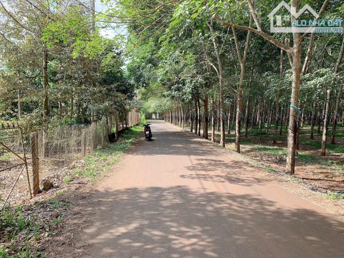 Bán khoảng 1 sào 7 (1695m2) đất Xà Bang, huyện Châu Đức, BRVT. - 3