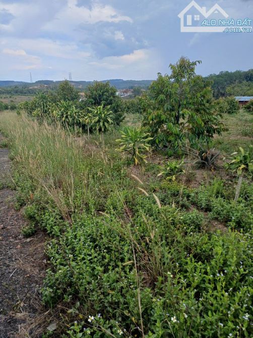 Bán dãy đất thổ cư sổ hồng riêng view trực diện ra hồ thái dũng - 3