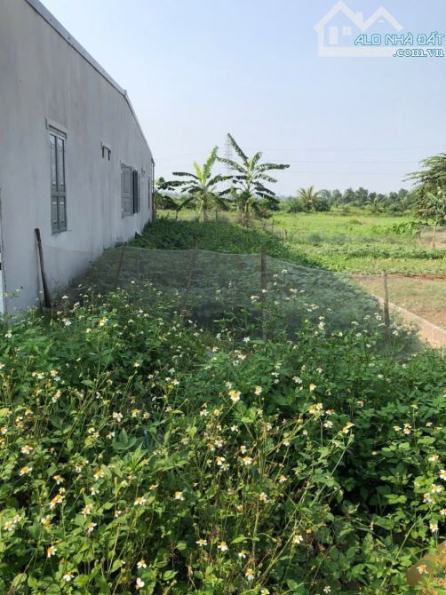 Bán đất Thấp Linh - Minh Tân - Kiến Thụy - Hải Phòng - 4