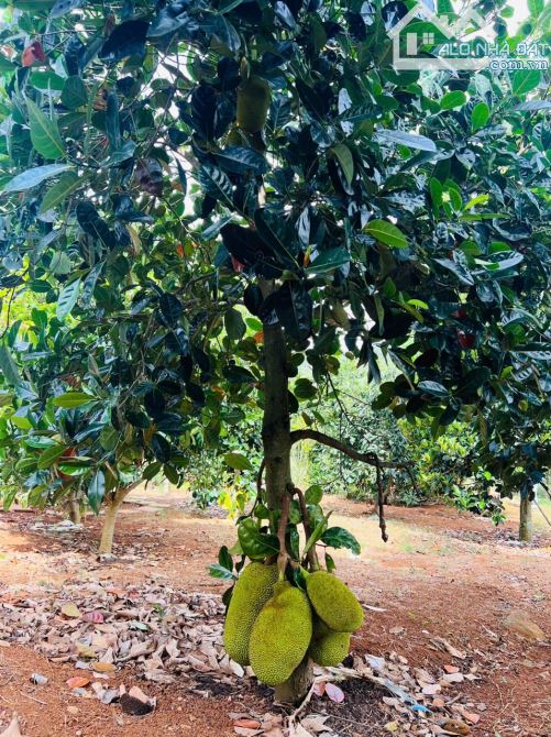 Cần bán nhà vườn cây số 5 xã Liên Hiệp - 7