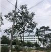 Bán lô góc Nguyễn Đình Hiến và Khái Đông, DT 177.4m2, đối diện công viên, sát làng ĐH ĐN