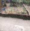CAO TRUNG - GẦN NGÃ TƯ - TT TRÔI : ĐẤT 41MVỊ TRÍ ĐẸP - OTO ĐỖ SÁT CỬA