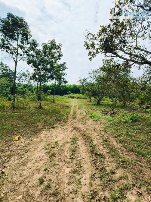 Bán đất vườn cao su Hòa Bình Xuyên Mộc 25.400m2 giá chỉ 7,5 tỷ - 1