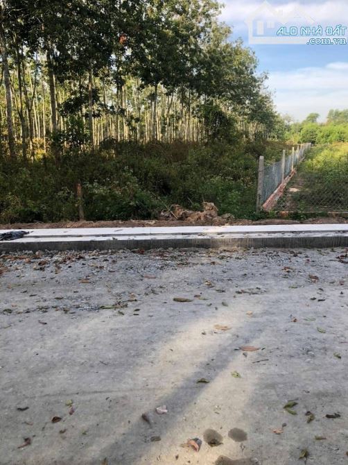 Bán đất mặt tiền đường nhựa 6m thông 2/ đường Trung Lập xã Phú Mỹ Hưng 1000m2 200m thổ - 1
