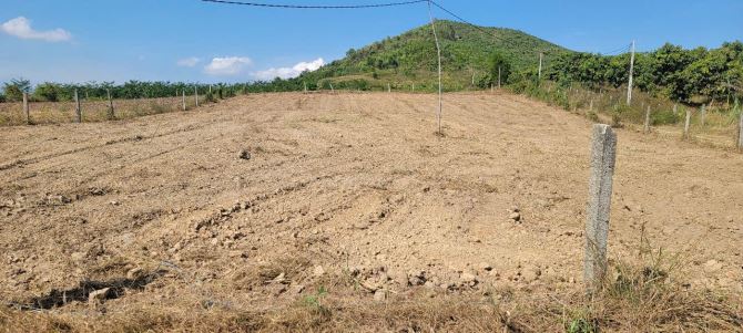 Mua 1 được 4 NINH XUÂN, NINH HOÀ Chủ cần tiền bán nhanh lô đất 2000m2 ngang bám đường 80m - 2