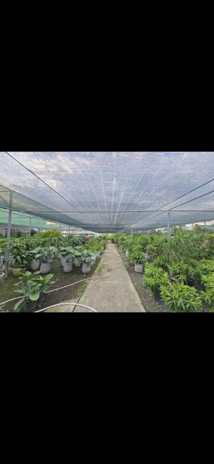 Bán gấp gần 6ha đất mt nguyễn duy trinh full thổ 61x100 599 tỷ - 2