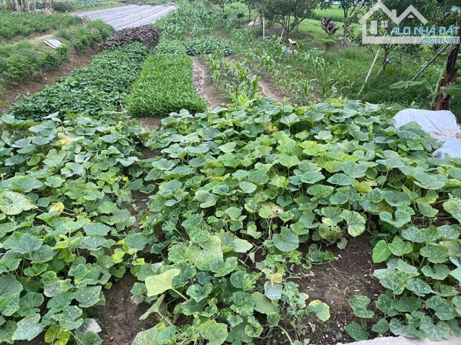 Bán lô đất 100m full thổ cư tại Xuân Kỳ - Đông Xuân - Sóc Sơn - Hà Nội - 2