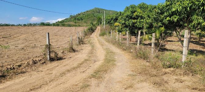 Mua 1 được 4 NINH XUÂN, NINH HOÀ Chủ cần tiền bán nhanh lô đất 2000m2 ngang bám đường 80m - 3