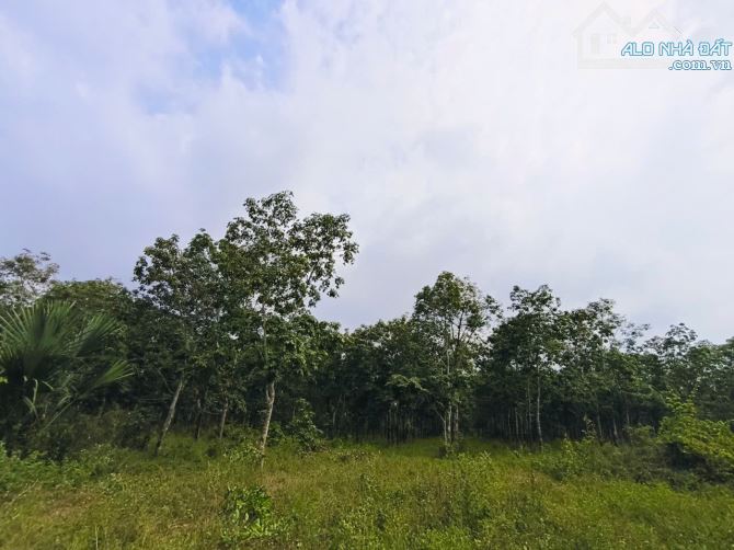 Bán đất vườn cao su Hòa Bình Xuyên Mộc 25.400m2 giá chỉ 7,5 tỷ - 4