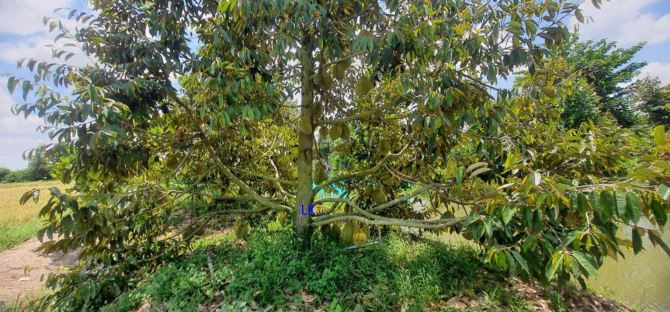🔰 Bán vườn sầu riêng: 4.200m² (115m x 23m) 🔰 Đường thủy lợi, xã Tân Hội Trung