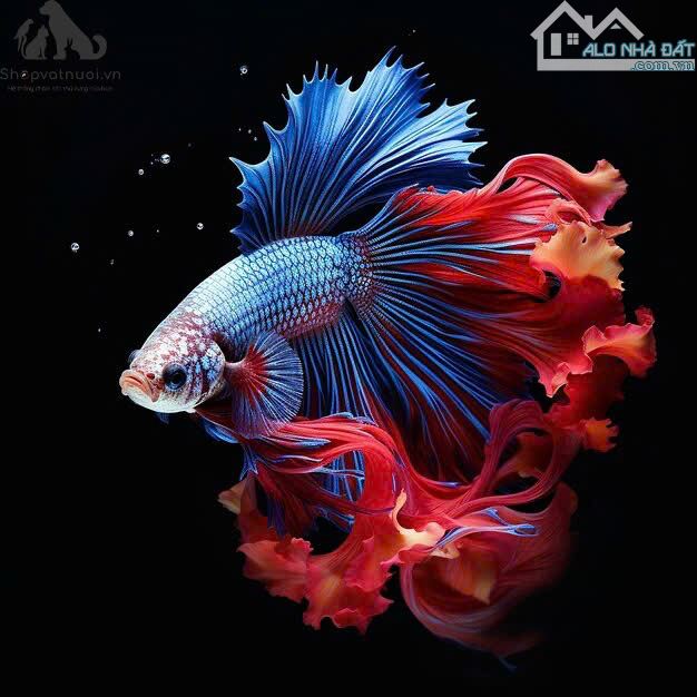 NỀN B10 KDC TÂN PHÚ, CÁI RĂNG, CẦN THƠ - 100m2 ĐỐI DIỆN TRƯỜNG HỌC - SỔ HỒNG