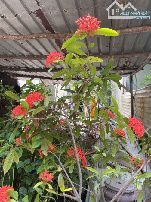 Duy n h a t mặt tiền Phước Tường 8 Phước Mỹ Sơn Trà 93m sát biển giá bán 10 tỷ xxx - 1