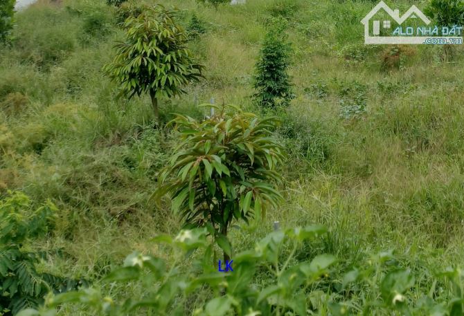 🔰Bán vườn sầu riêng, mít: 2.100m² (39m x 55m) 🔰Đường đá xe ba gác, xã Tân Hội Trung, - 1