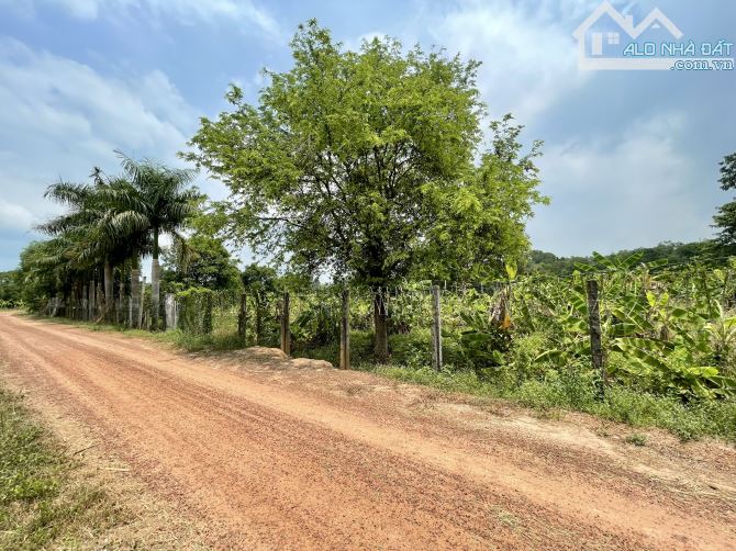 bán vườn , sát bên sông SG - xã AN PHÚ , CỦ CHI TPHCM , 6,3 TỶ , 2860M2 ,có 95,6 m2 thổ cư - 1