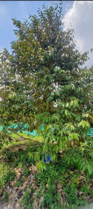 🔰 Bán vườn sầu riêng: 4.200m² (115m x 23m) 🔰 Đường thủy lợi, xã Tân Hội Trung - 2