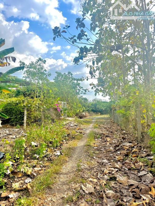 BÁN VƯỜN CA CAO NGAY KHU DÂN CƯ NGỌC ĐỊNH 2237M2 GIÁ SIÊU HỜI CHO ANH CHỊ ĐẦU TƯ 790 TRIỆU - 2