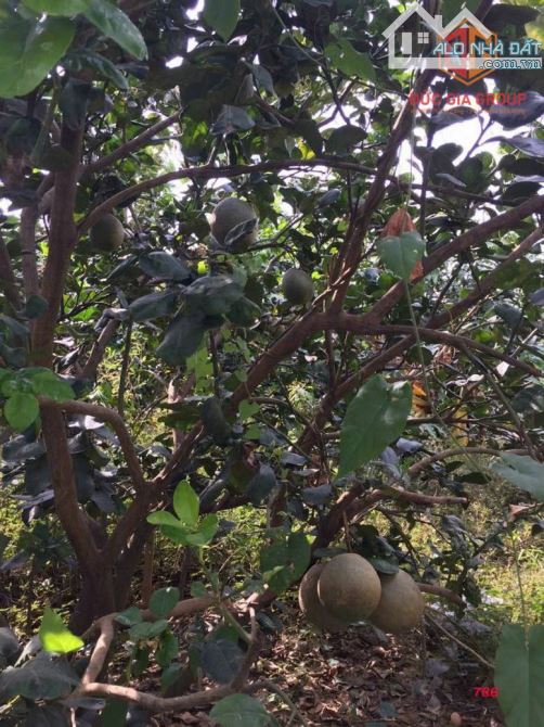 Bán nhà vườn bên sông Đồng Nai, Tân Bình, Vĩnh Cửu giá siêu rẻ - 2