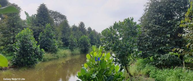 🔰 Bán vườn sầu riêng: 4.200m² (115m x 23m) 🔰 Đường thủy lợi, xã Tân Hội Trung - 3