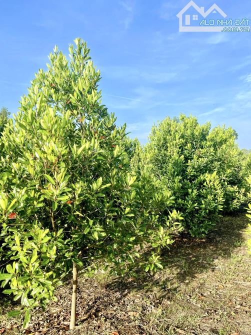 bán vườn , sát bên sông SG - xã AN PHÚ , CỦ CHI TPHCM , 6,3 TỶ , 2860M2 ,có 95,6 m2 thổ cư - 3