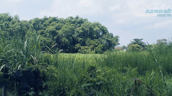 Bán Gấp 1.605m² Đất Lúa – Mua Hôm Nay, Mai Về Làm Nông Dân Triệu Phú - 3