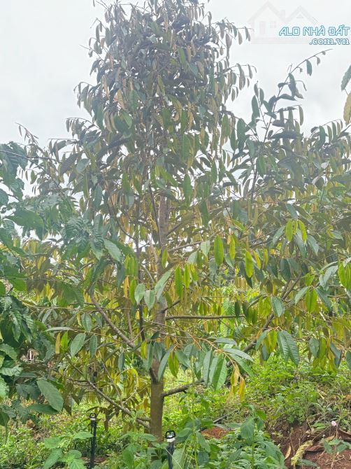 🆘 ĐƯỜNG 19/5 ĐÃ THI CÔNG MỞ RỘNG 🆘 BÁN ĐẤT SÀO HẺM 19/5  rẻ nhất KV giá 4xxtr/ sào TRUNG - 4
