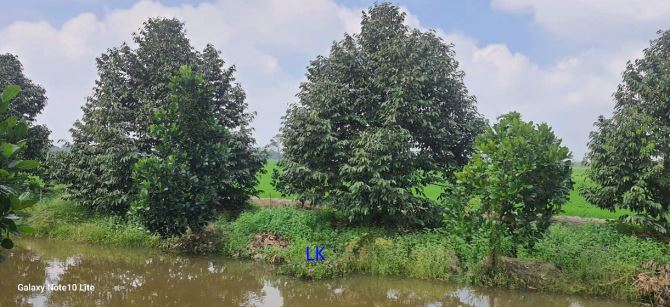 🔰 Bán vườn sầu riêng: 4.200m² (115m x 23m) 🔰 Đường thủy lợi, xã Tân Hội Trung - 4