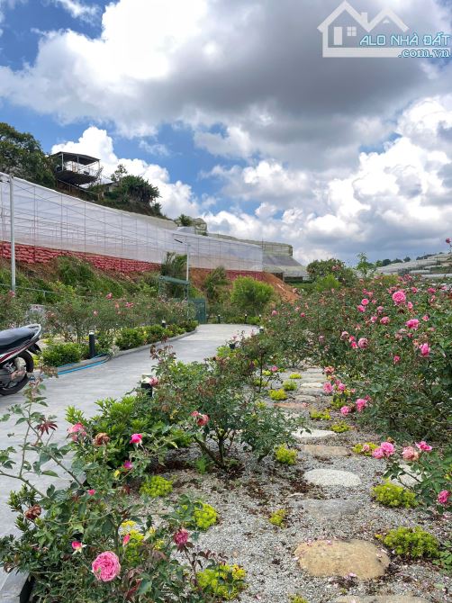 🌿 Nhà Nghỉ Dưỡng Yên Bình 500m² – Đường Ô Tô Lớn – Phường 11, Đà Lạt – Giá Cực Mềm! - 4