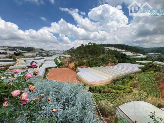 🌿 Nhà Nghỉ Dưỡng Yên Bình 500m² – Đường Ô Tô Lớn – Phường 11, Đà Lạt – Giá Cực Mềm! - 5
