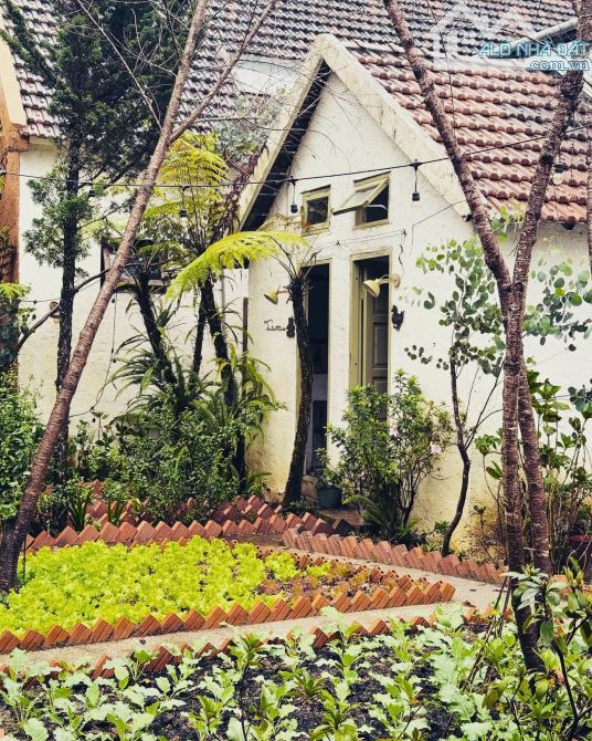Hạ 6 tỷ bán gấp nhà mặt tiền An Bình Đà Lạt view thung lũng 799m2 ngang 21m chỉ 26 tỷ - 5