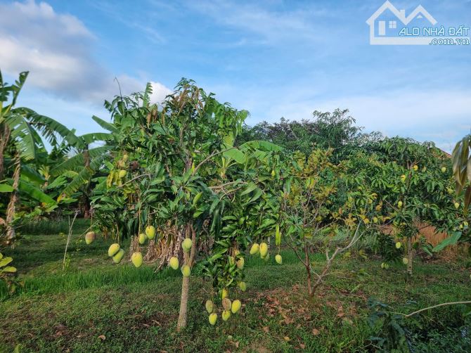 Đất đẹp Cam Phước Tây, Cam Lâm. 450m2. Khu dân cư. Giá 1tỷ50tr. 100 m2 thổ - 7