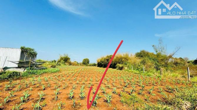 ✅934m2 TRUNG TÂM THỊ TRẤN ĐẤT ĐỎ - LONG ĐẤT - BRVT GIÁ CHỈ 2,2 TỶ