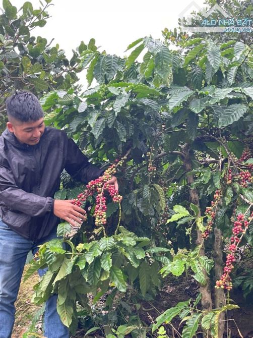 5,4 sào đất trồng cà phê mặt hồ đường ô tô vào tận nơi - 4