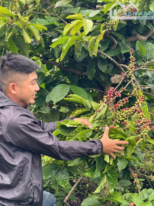 5,4 sào đất trồng cà phê mặt hồ đường ô tô vào tận nơi - 5