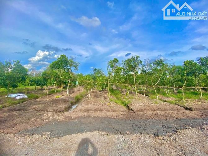 Quá Thơm, Vườn mít 1300m2 đất View Kênh mát mẻ chỉ 1.3 tỷ - 7
