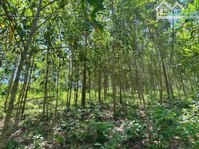 2896m Có 153m Đất Ở, 377m CLN, 2366m RSX - View Cánh Đồng Làm Nghỉ Dưỡng Tuyệt Vời - 8