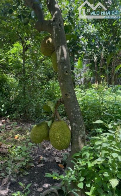 Bán Gấp 2833m2 Đất MT Nguyễn Ảnh Thủ, Hóc Môn - Dòng Tiền 80tr/th Chỉ 155 Tỷ - 1