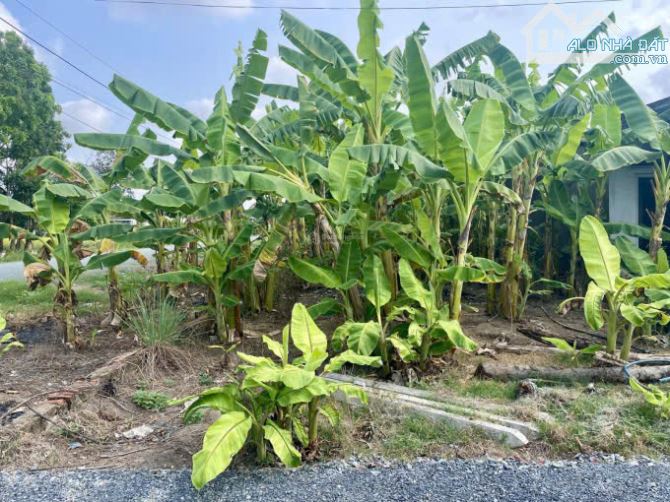 Chính chủ gửi 184m2 ( 7,9m x 23m ) đất thổ giá 1ty5 - 4