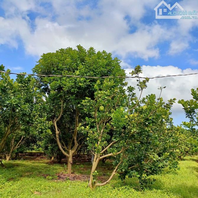 Bán 2.8ha đất vườn view sông tại Định Quán, Đồng Nai, làm nhà vườn cây ăn trái