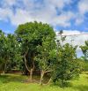 Bán 2.8ha đất vườn view sông tại Định Quán, Đồng Nai, làm nhà vườn cây ăn trái