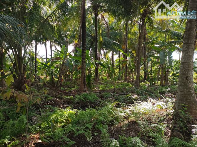 🌳 Cần bán 1700m2 vườn dừa cách đanl nội bộ 100m.  👍 Vị trí thuộc ấp Công Thiện Hùng - xã
