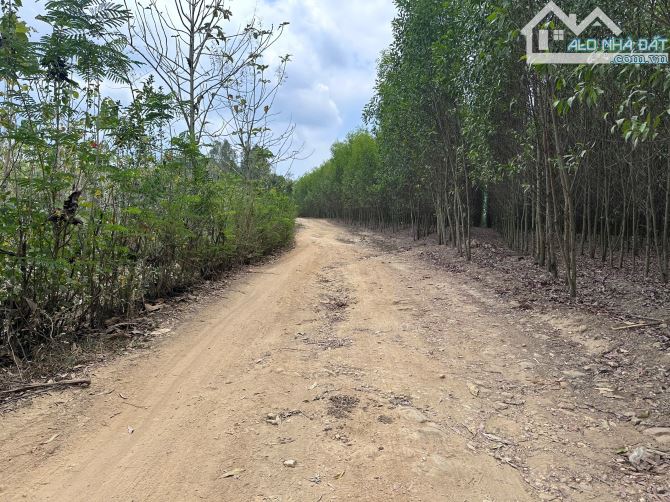Đất 1tỷ6/2,7hecta Tạo Dòng Tiền 8tr/tháng - 1