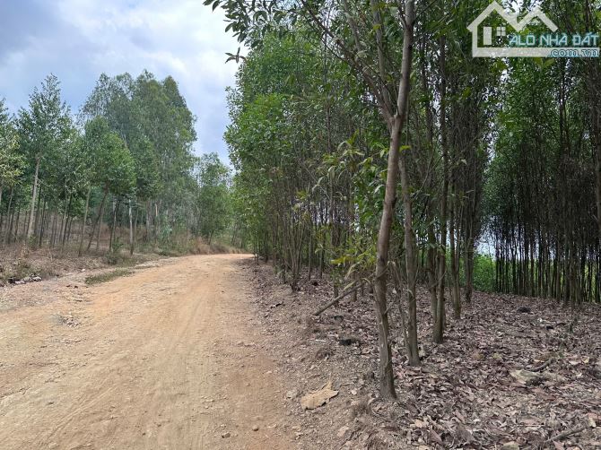 Đất 1tỷ6/2,7hecta Tạo Dòng Tiền 8tr/tháng - 2