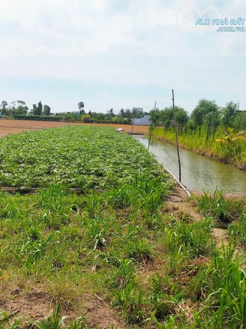 💎 Bán 2500m2 đất xây nhà vườn đường nhựa Xóm Đen, xã Bình Ân, Gò Công Đông - 2
